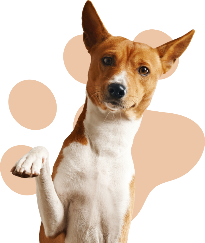 Animal identificado